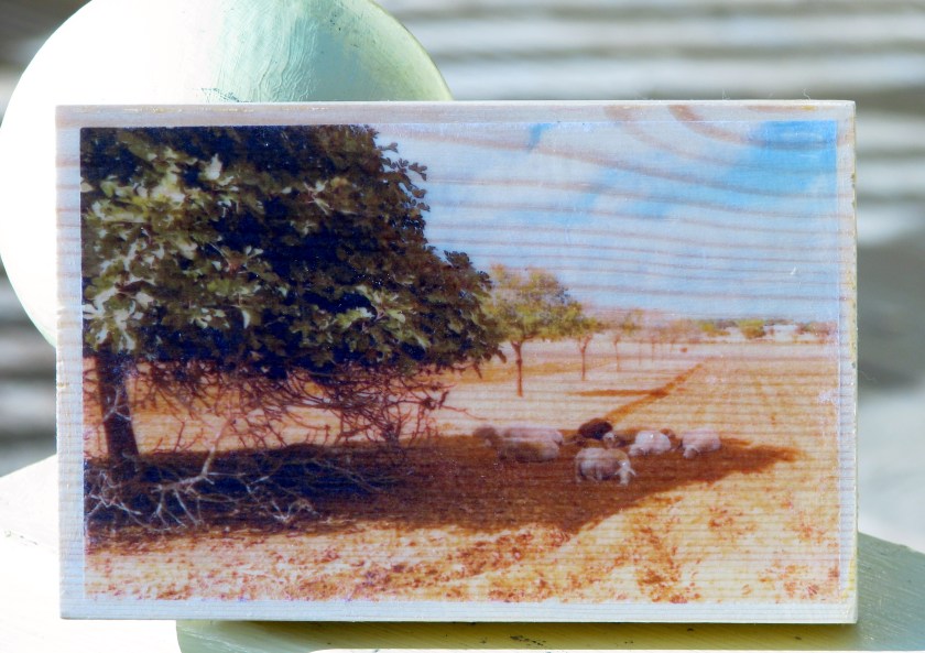 7-fig-tree-and-goat-20160228-v1